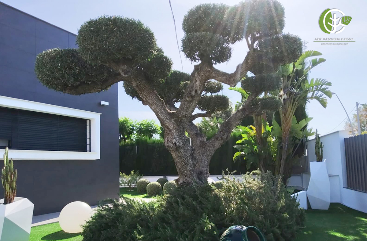 DISEÑO DE JARDINES 