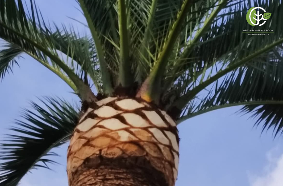 PODA DE PALMERAS Y ÁRBOLES 
